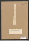 Diatomeae indet. Zeichnungen Sammlung Grunow Nr. 6360 (NHMW-BOT-W0375016)